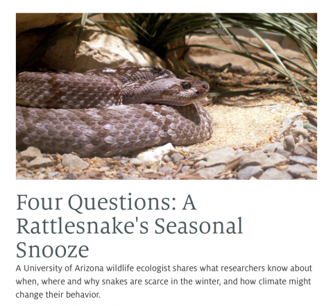Rattlesnakes in the News Rattlesnakes in the News
