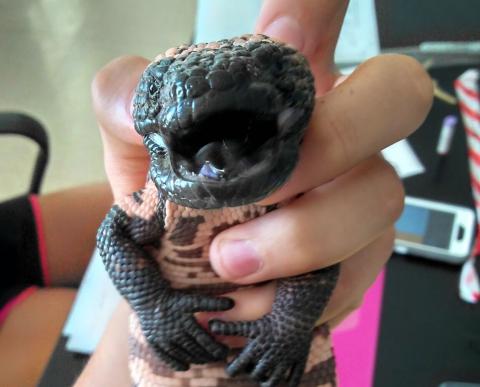 A Gila Monster held by Undergraduate researcher