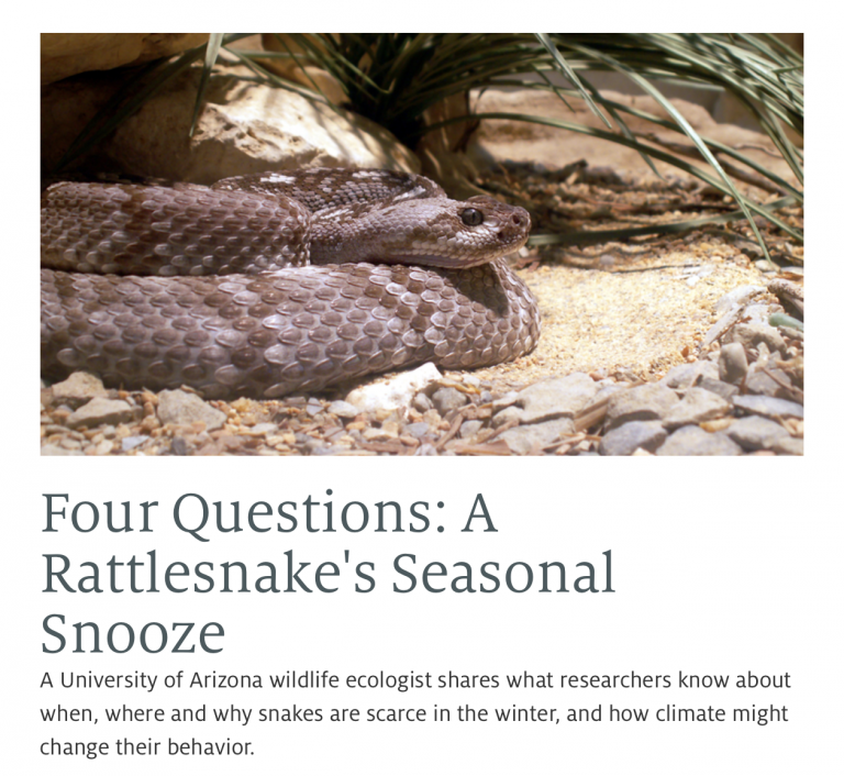 Rattlesnakes in the News Rattlesnakes in the News